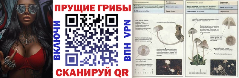 купить   Бакал  Галлюциногенные грибы мицелий 